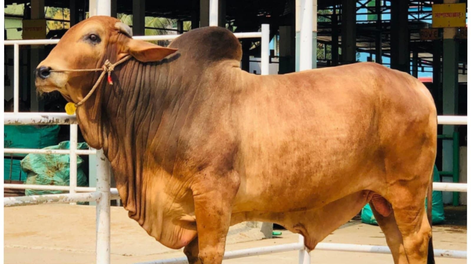 Over 400 man injured in jallikattu at tamilnadu_gnr