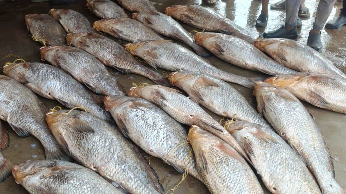 A number of 80 fish can earn Rs 50 lakhs