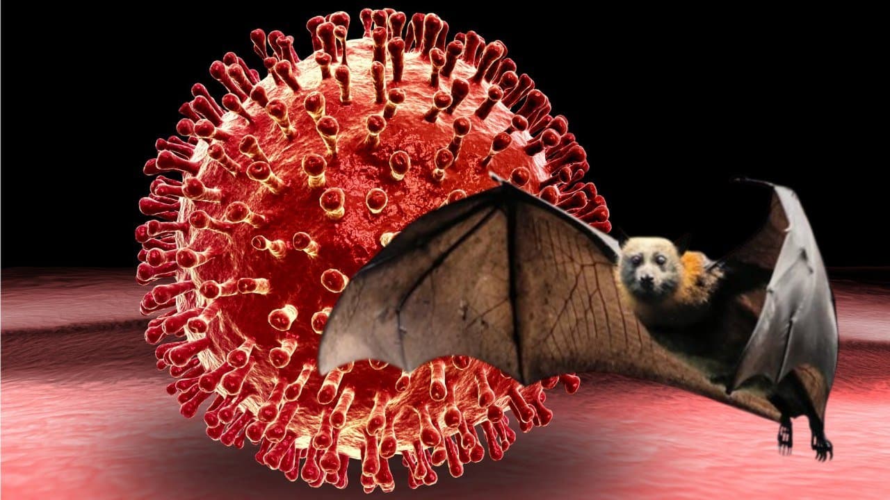 Nipah Virus