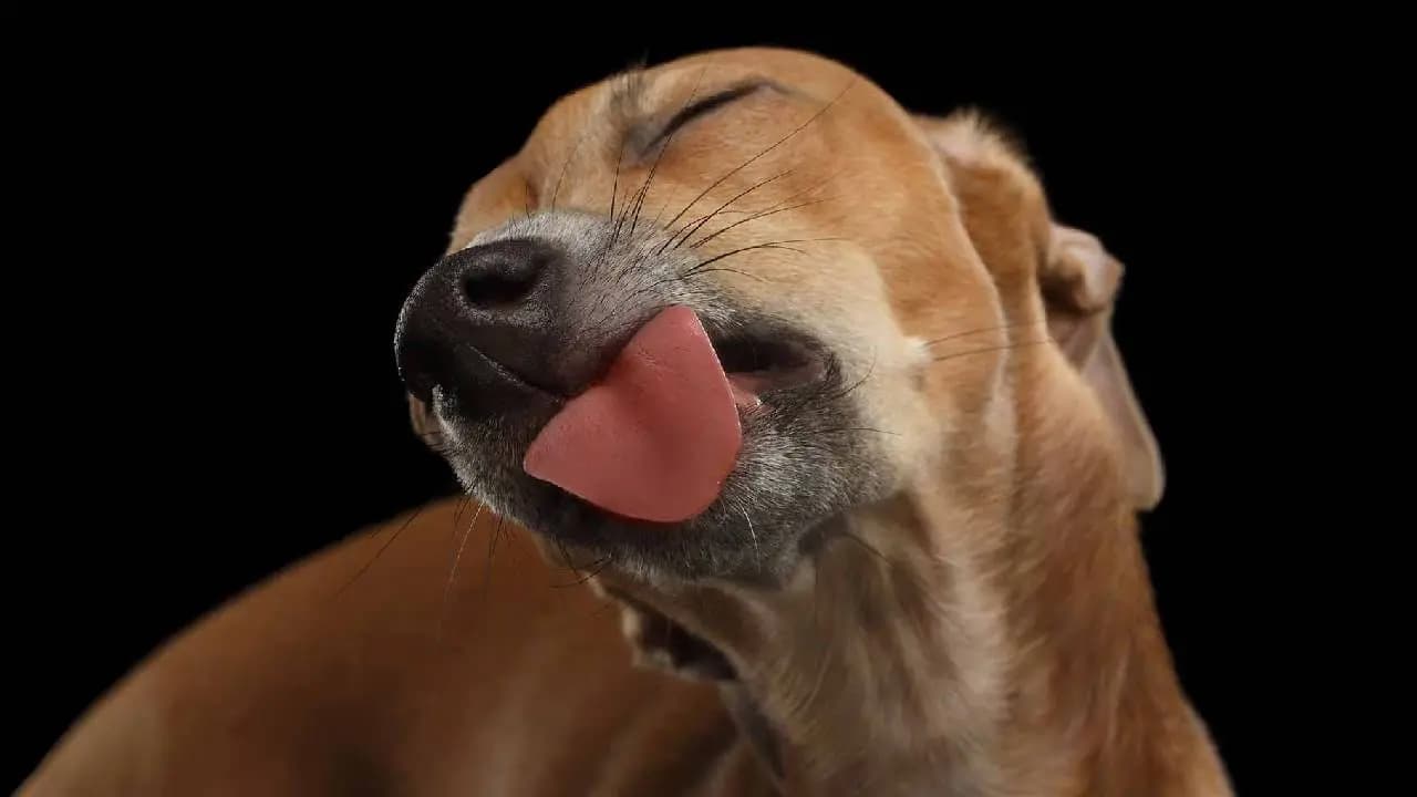 Pet Dog Licking
