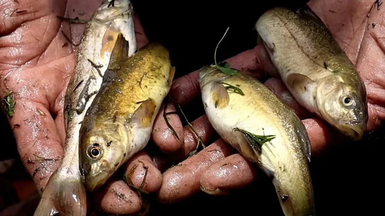 Man dies after fish stuck inside throat