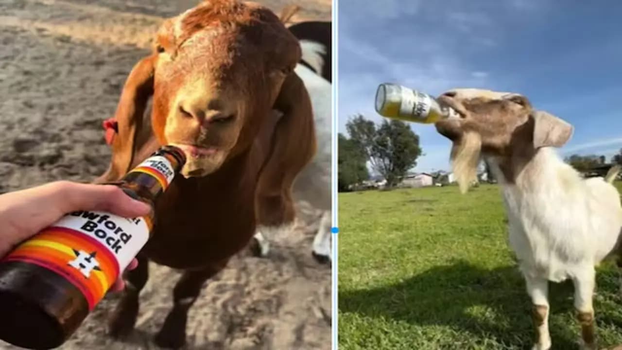 Viral Video: The Truth Behind Goats Drinking Beer Bizarre Viral Video Shaking Up Social Media