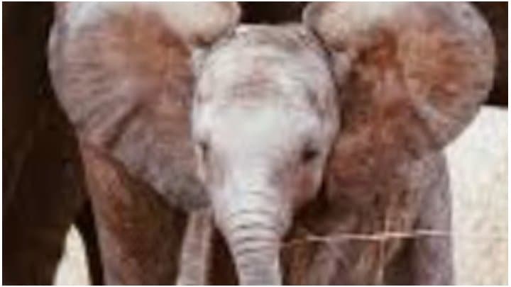 Baby elephant stuck between two trees gnr