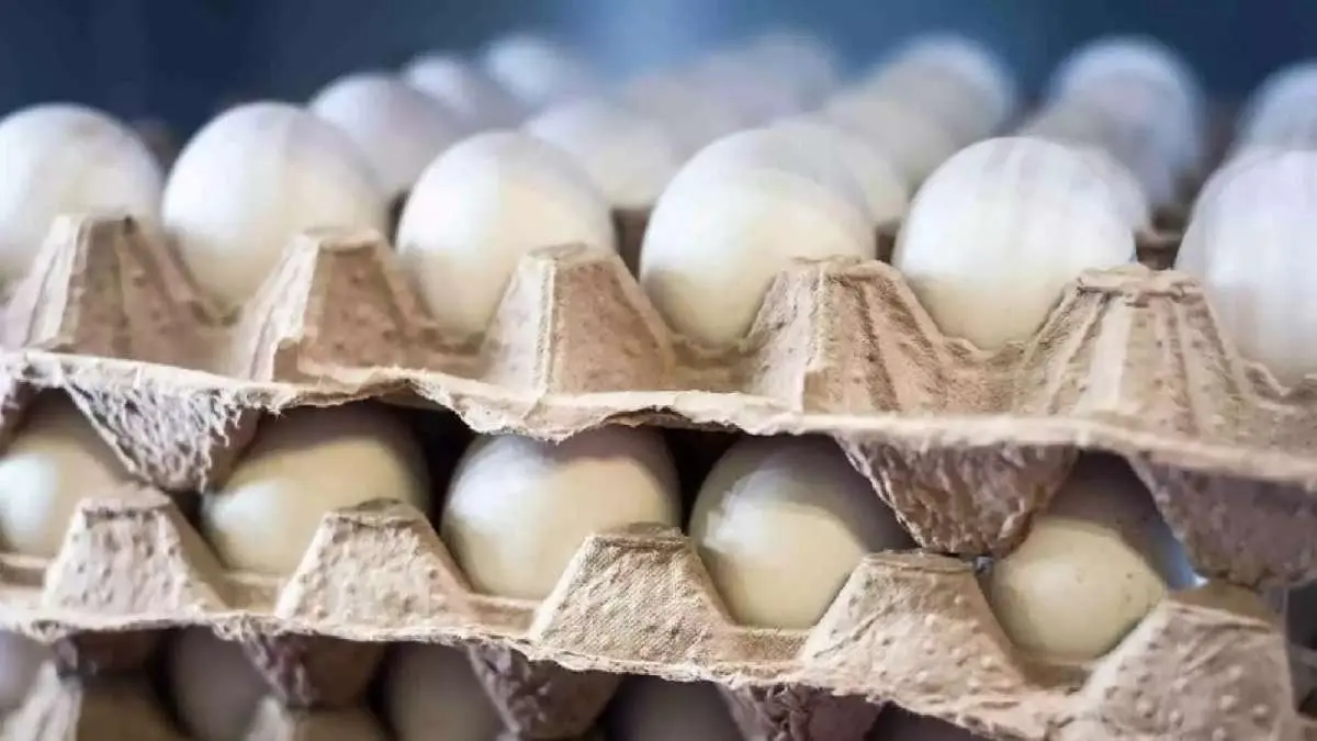 Egg prices surge amid winter demand in kolkata gnr