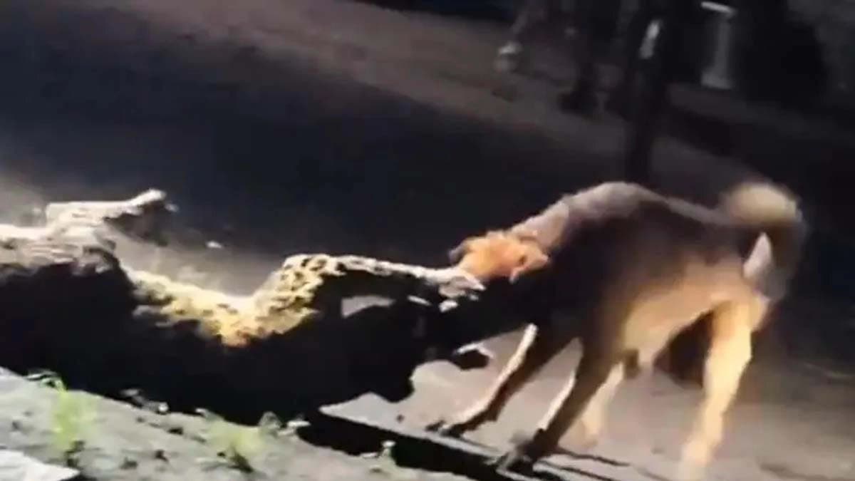 Stray dog wins fight with leopard drags it 300 meters away