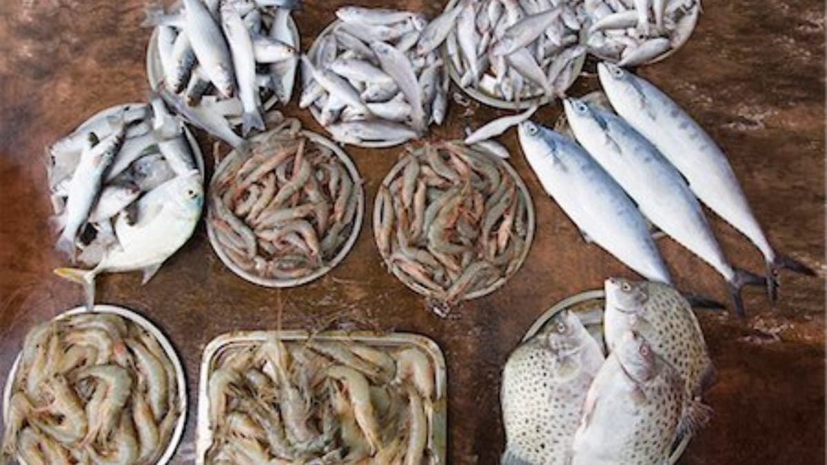 these all fishes never be eaten specially by kids were very harmful for your health lif