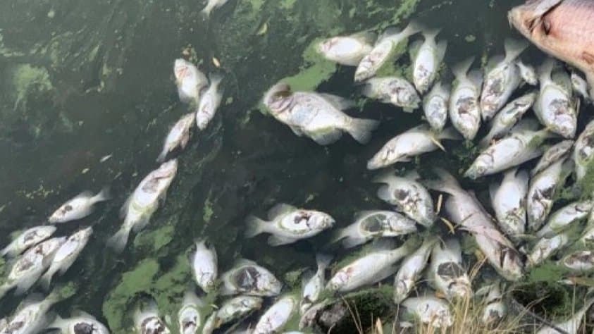 Poison in Pond Almost 10 Lakhs Worth Fish Killed in Hooghly