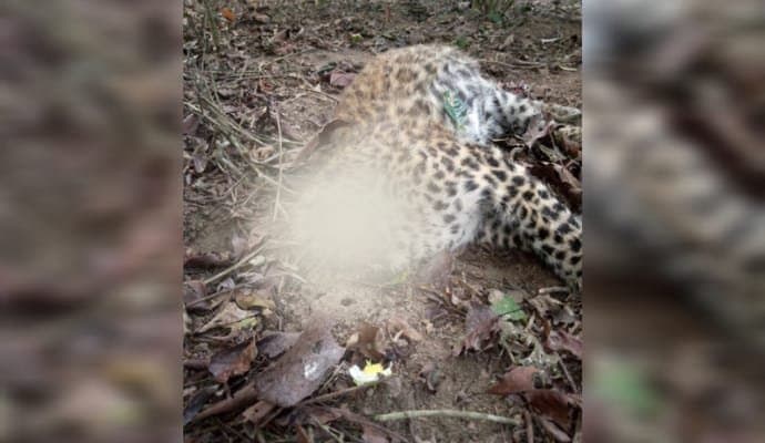 Leopard cubs dead body found in tea garden in dooars