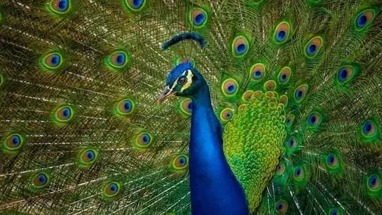Bizarre Revenge US Man Kills And Eats His Pet Peacocks