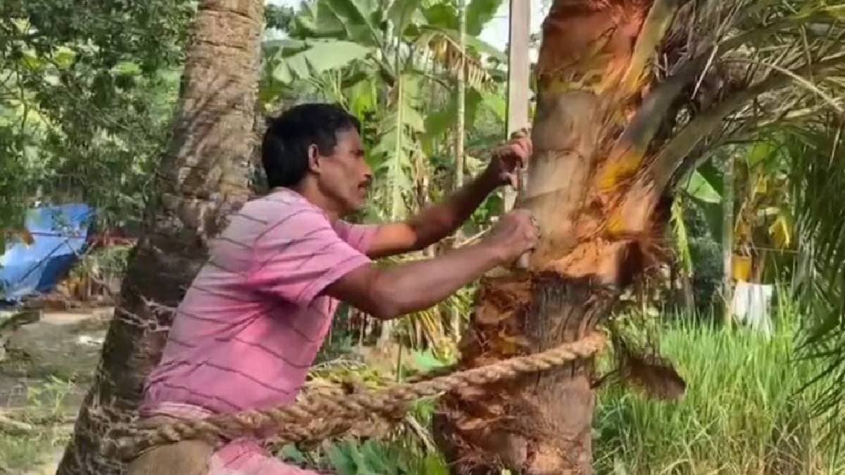 Winter made them busy to collect date palm sap for making molasses gnr