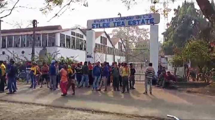 malbazar tea garden closed