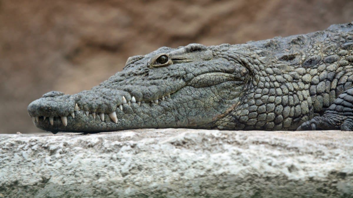 Video of a UP man carries crocodile on his shoulder goes viral gnr