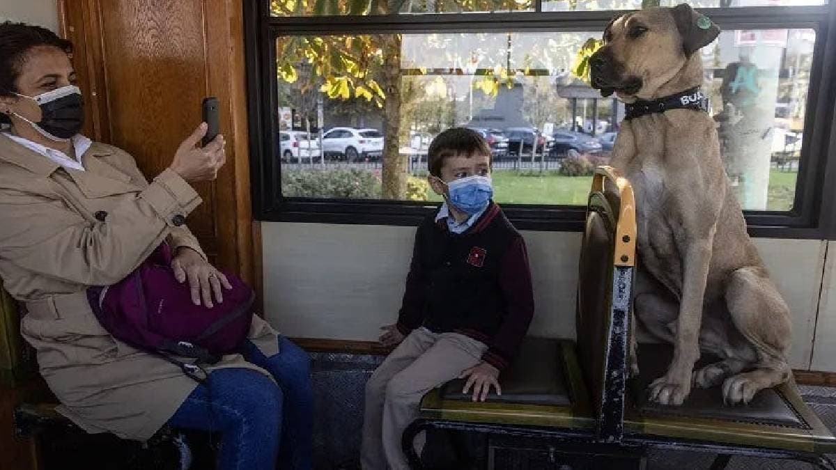 Boji the dog who uses metro ferry and tram to travel daily alone gnr