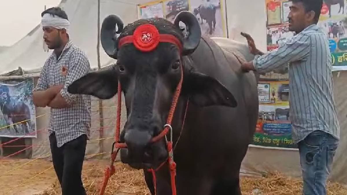 Rs 23 crore buffalo eats dry fruits worth Rs 1500 daily gnr