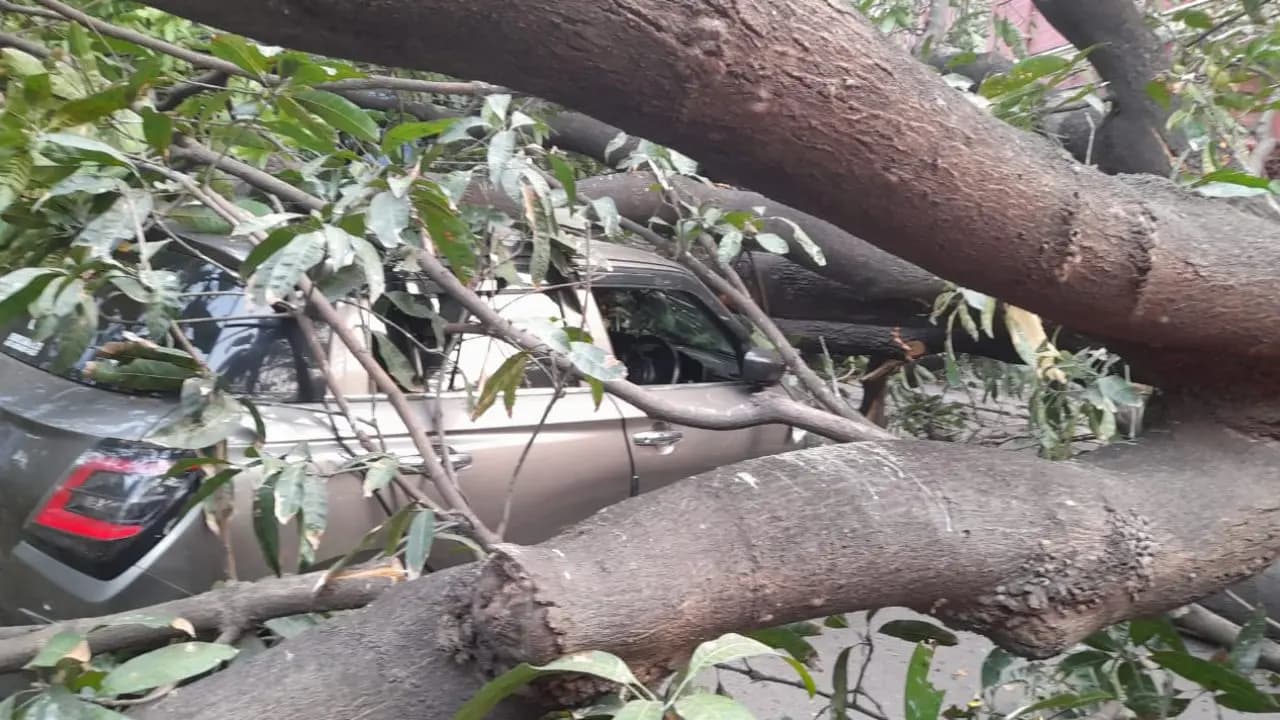Car Crushed as Massive Tree Topples at Calcutta Medical College