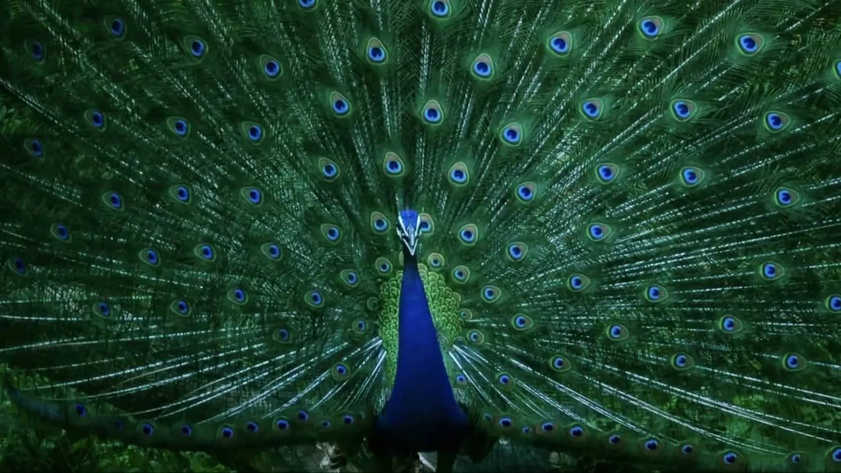 7 Peacocks Found Dead In UP, Poisoning Suspected gnr