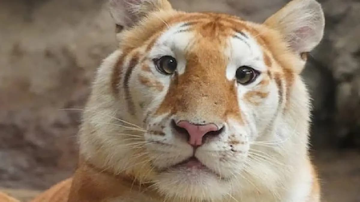 Ava Cute Golden Tigress From Thailand Becomes Viral Sensation gnr