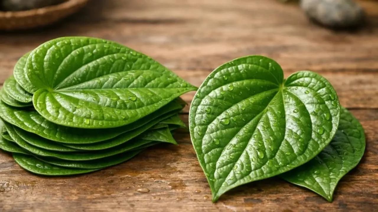 Betel Leaf Health Benefits: Medicinal Uses of Paan to Treat Common Ailments Naturally