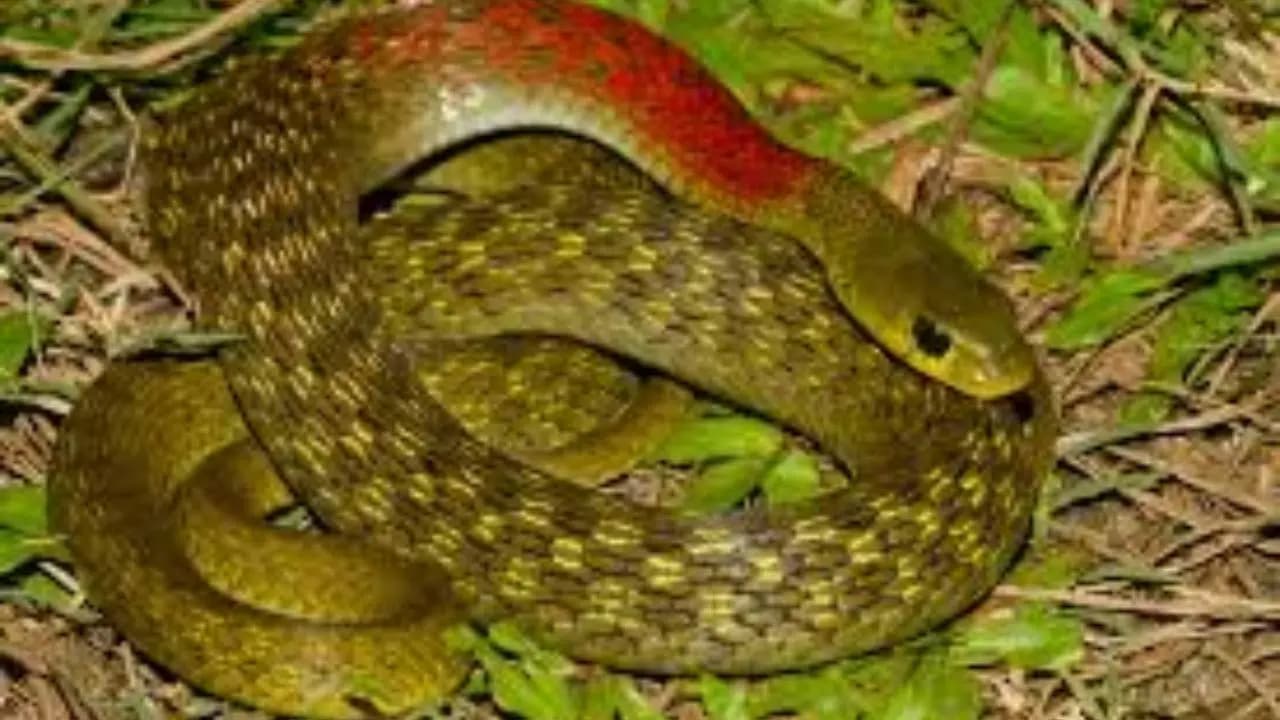 Best Hunter: Red necked keelback snakes survives by stealing venom