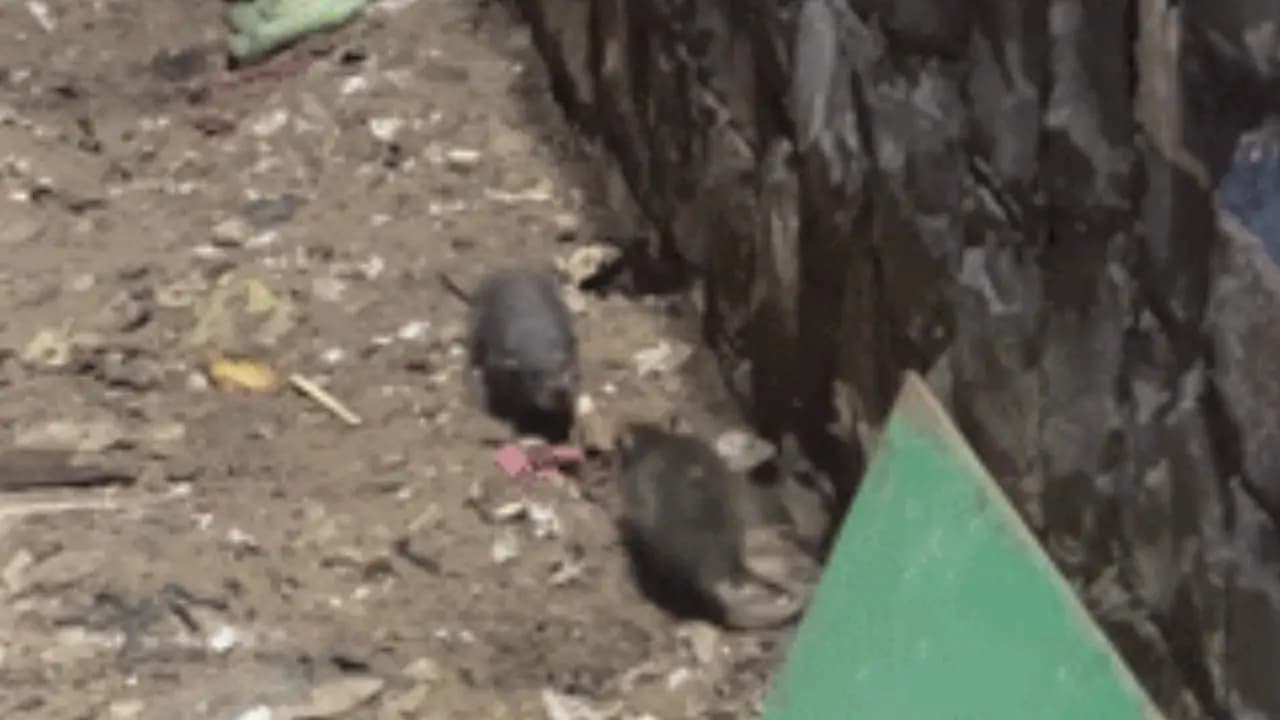 Viral video of rat fighting in delhi street