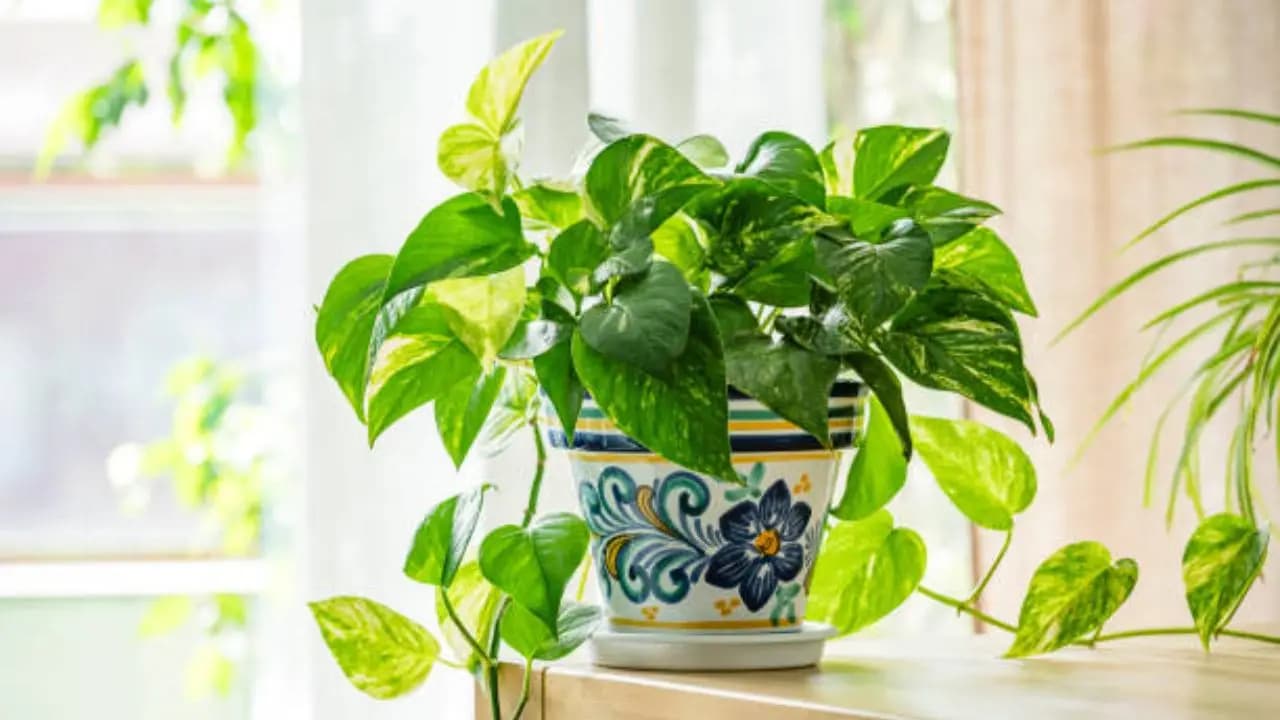 vastu tips, money plant