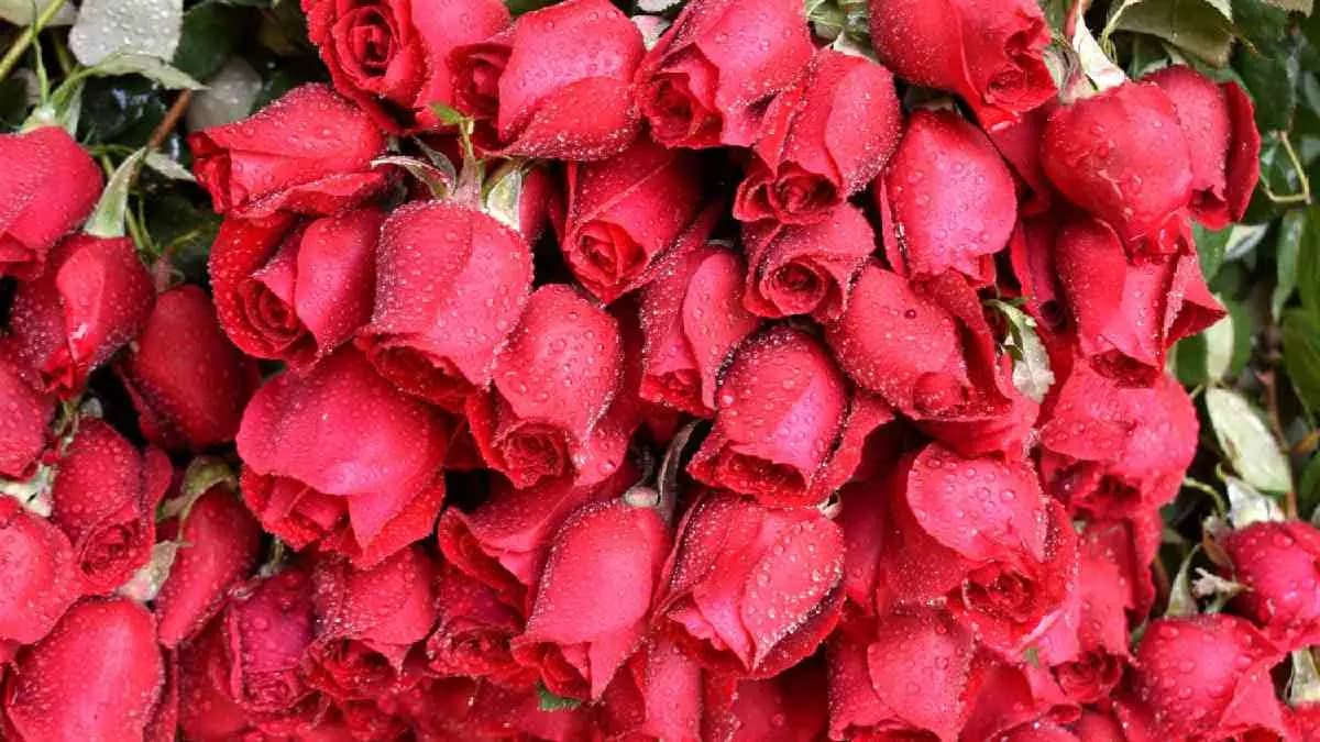 On valentine's day rose sold in high price
