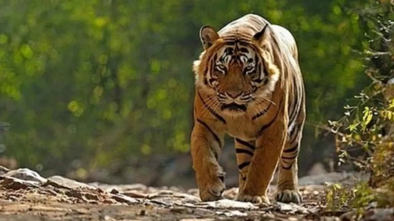 The Wildlife Board ensured the protection of Rajaji and Benog Sanctuary