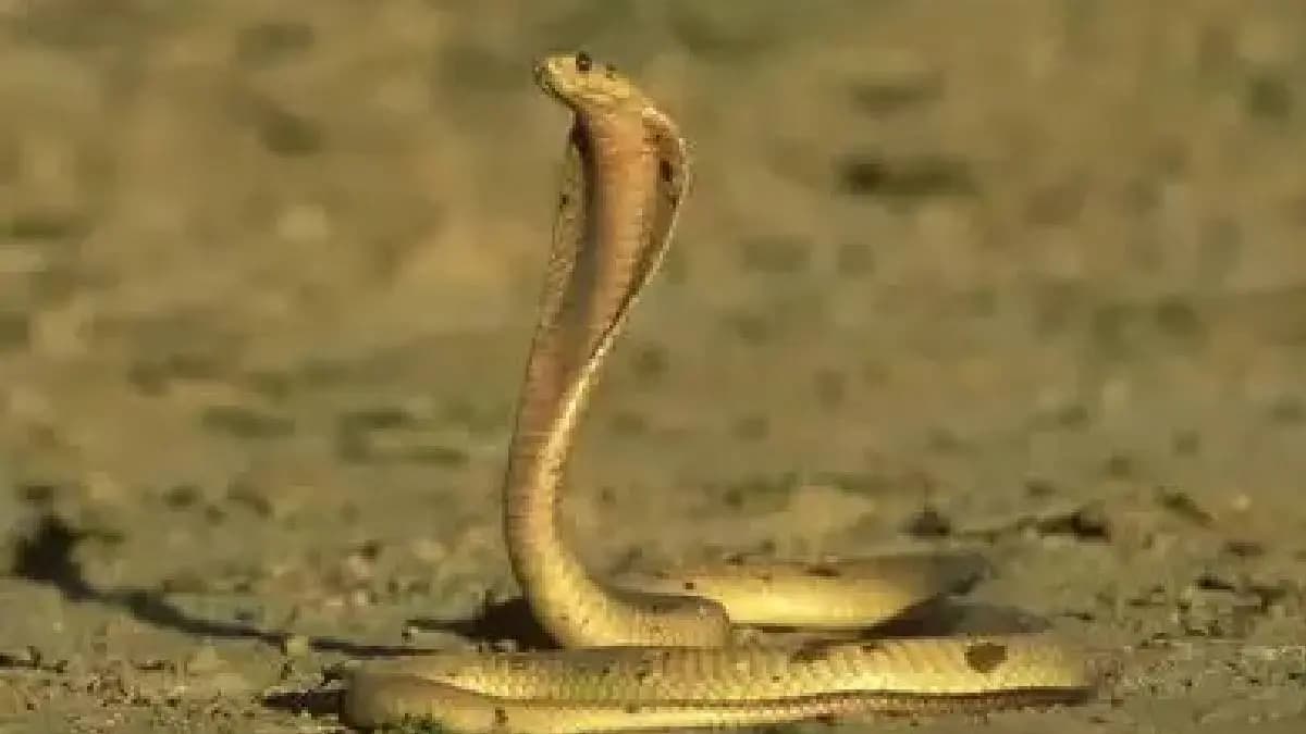 Cape cobra is the most venomous snake of Southern Africa gnr