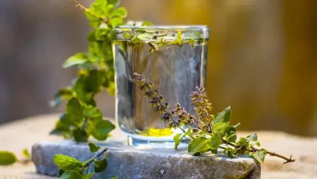 Boost your immunity with Tulsi, some ways to include it in your monsoon diet! lyf