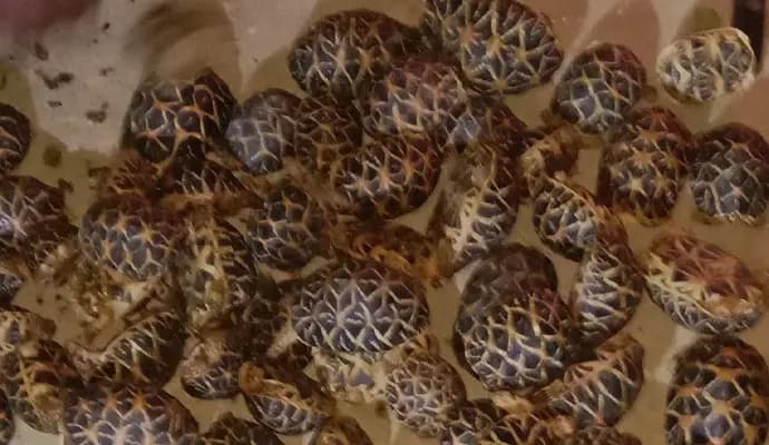 tortoile rescued by bsf, one arrest