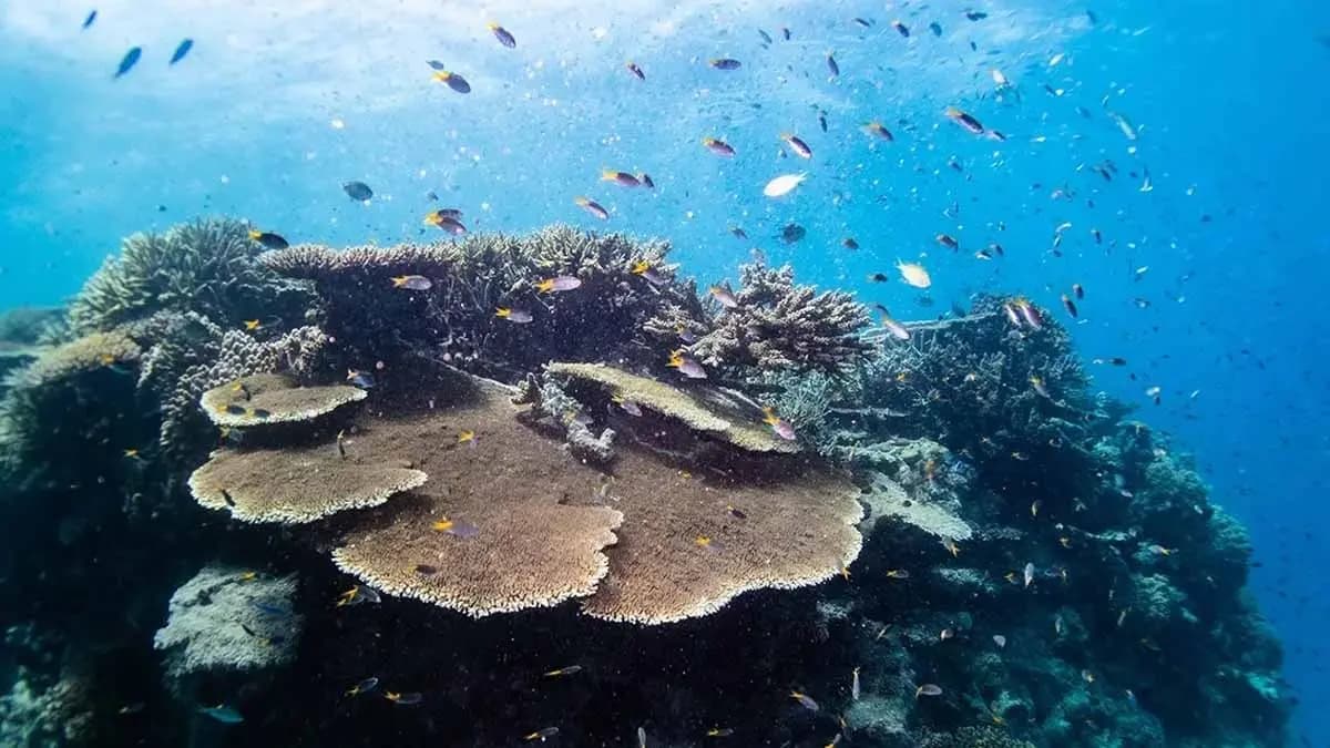 new species emerged as tectonic plates shifted gnr