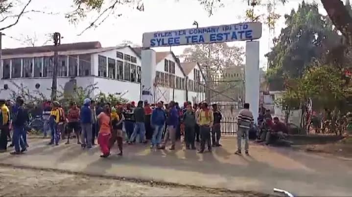 malbazar tea garden closed