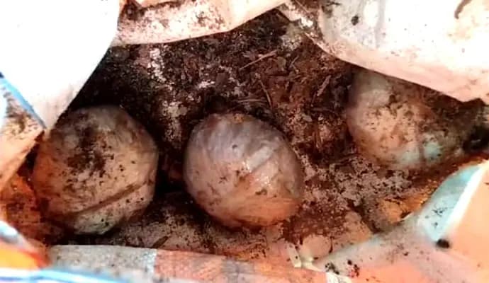 Bomb blast in deganga