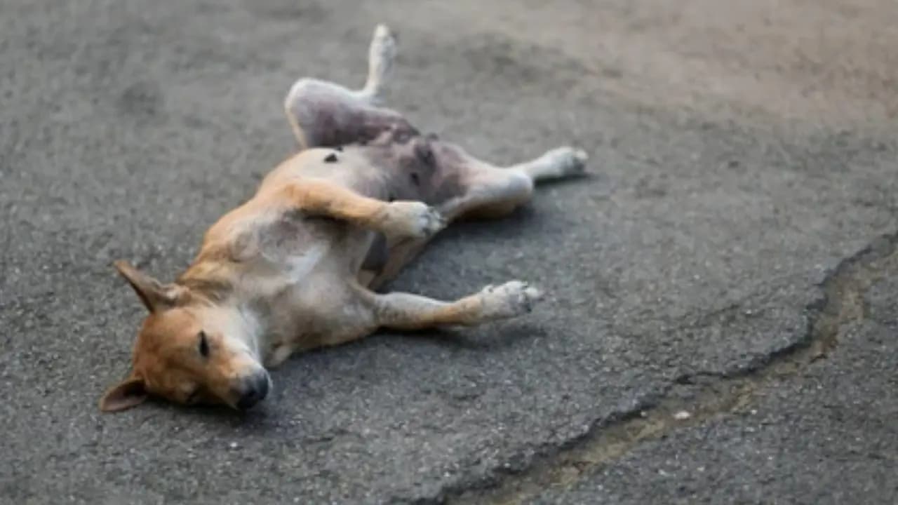 Lucknow youth arreste for bestiality