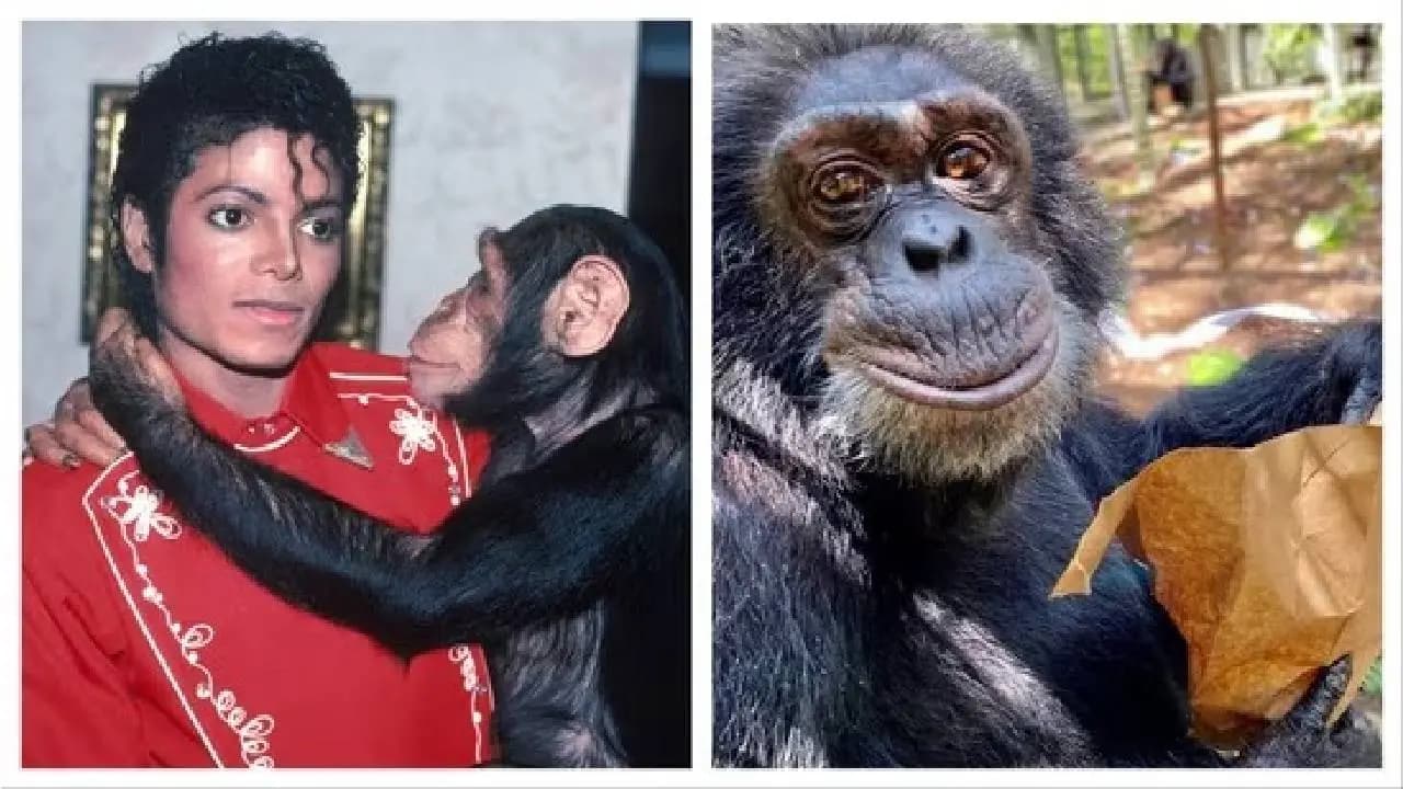 Michael Biopic: Box Office Success & The Real Life of Bubbles the chimp