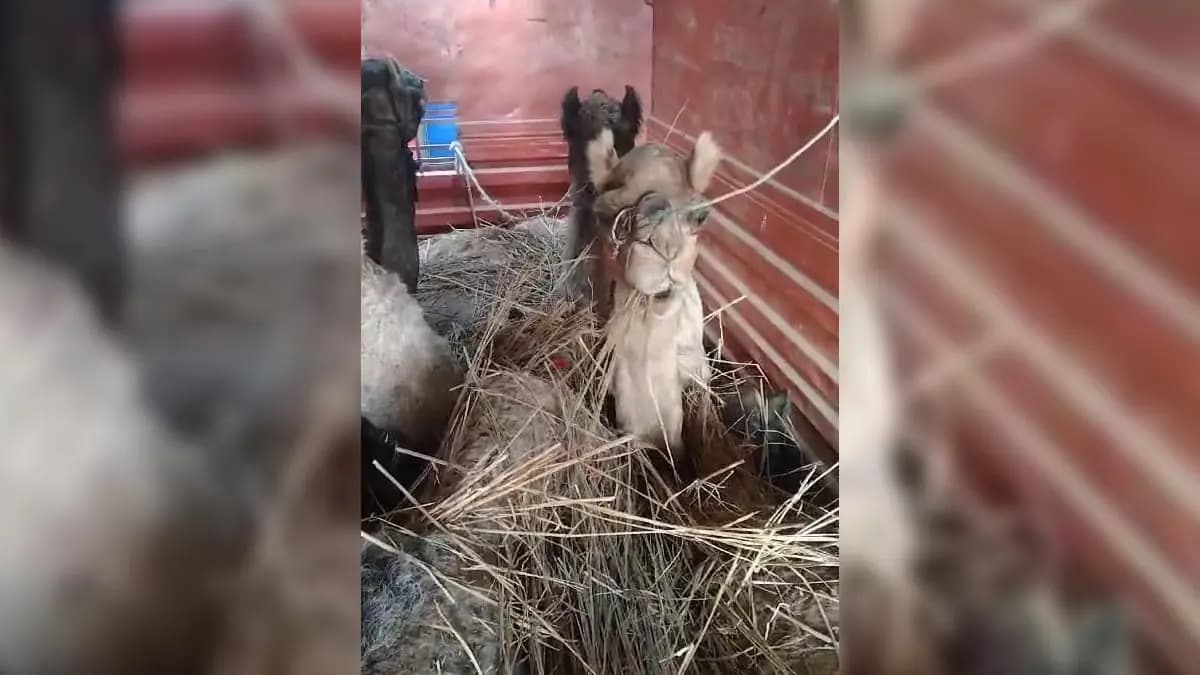 Person arrested for illegally sending camel to jharkhand gnr
