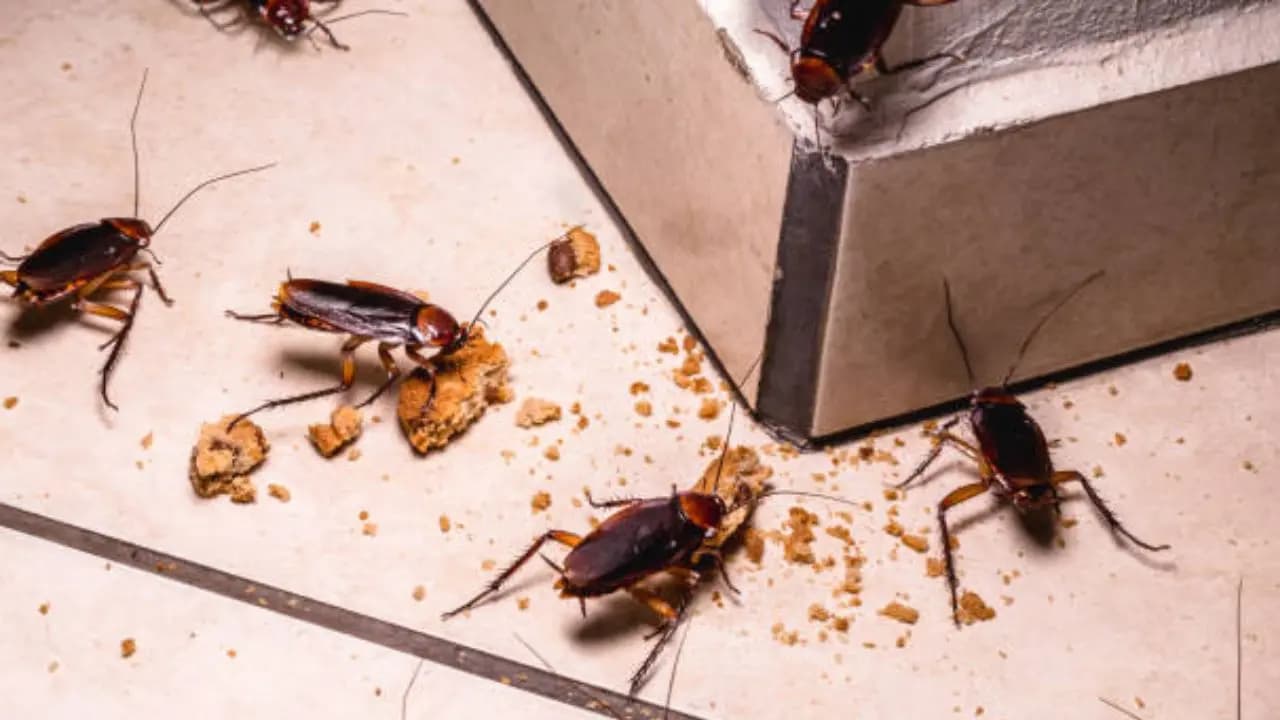 Cockroach problems
