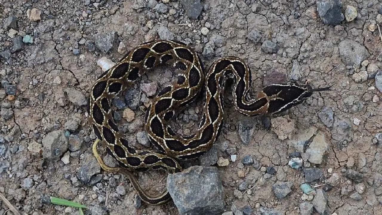 Saw scaled viper