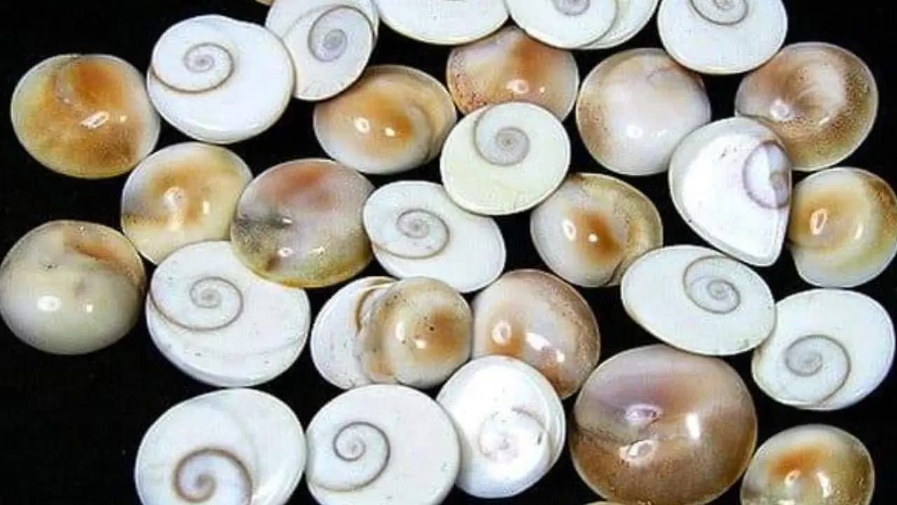 Gomati Chakra