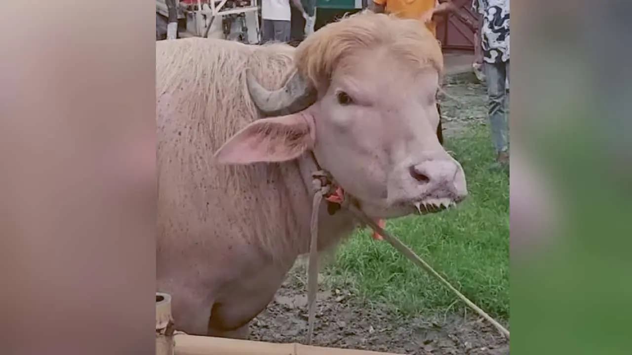 Bangladesh Viral Donald Trump Buffalo Narayanganj Eid Al Adha