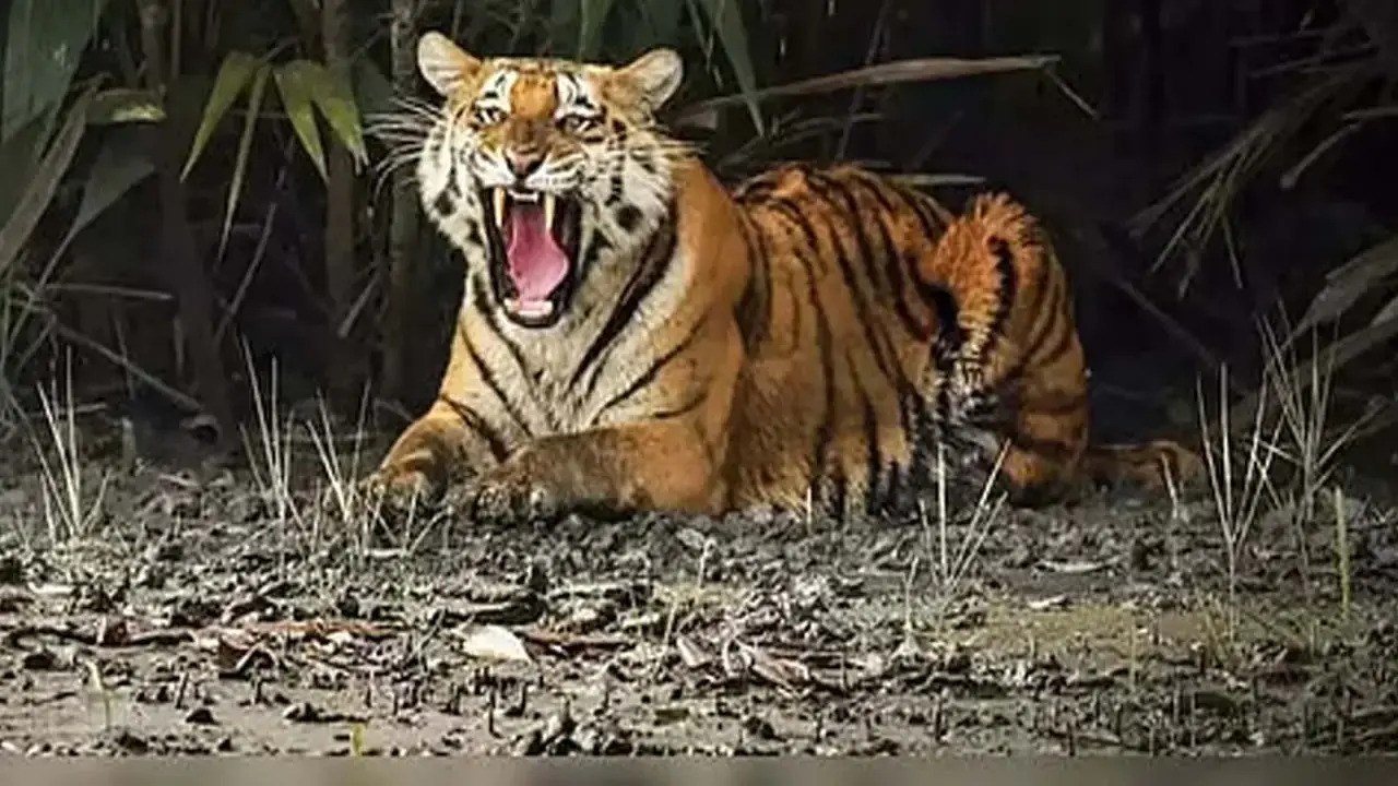 Tiger Attacks Again in the Sundarbans Forest Kulatali Youth Miraculously Escapes Death