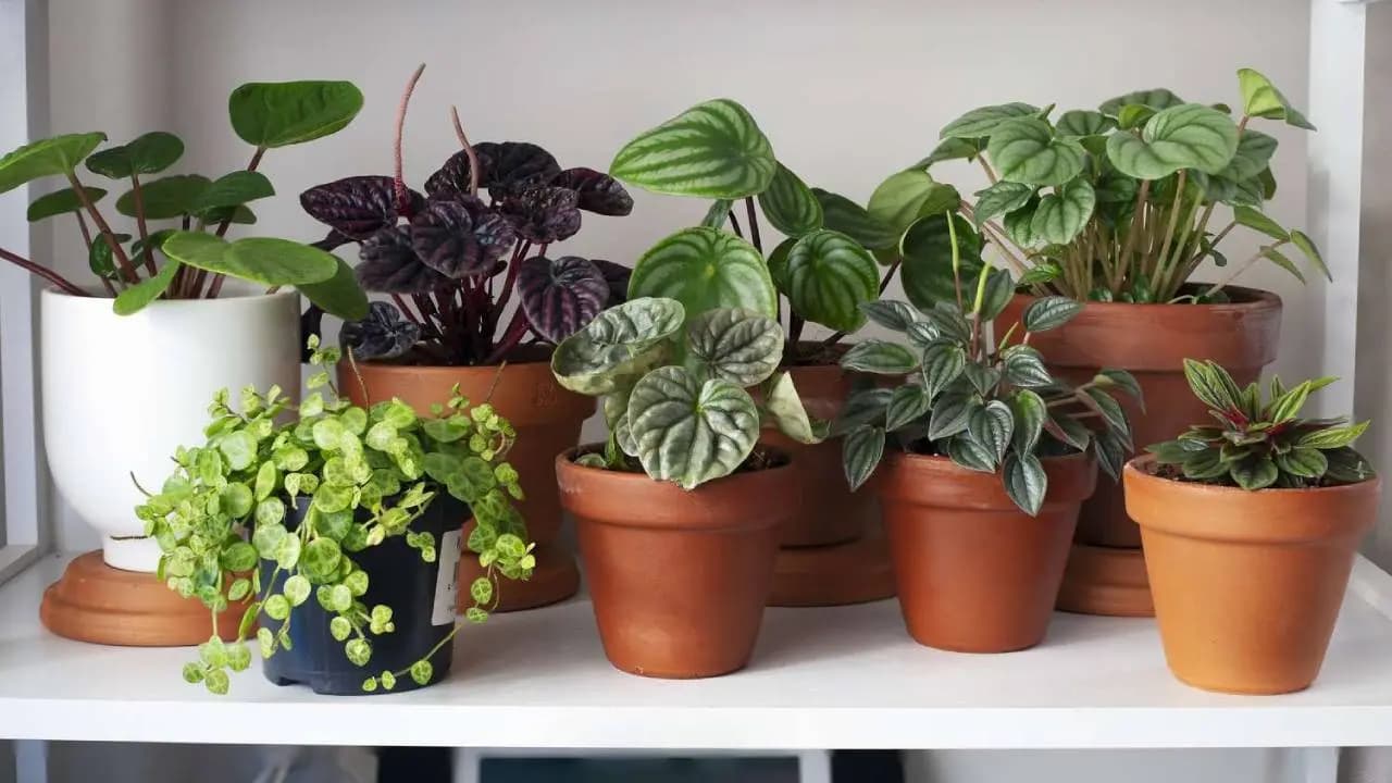 Negative energy plants