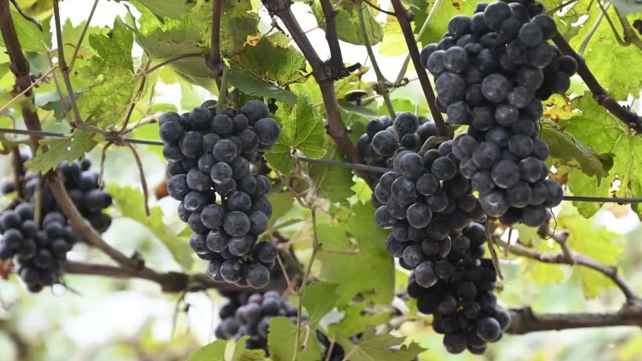 A new chapter in the agricultural sector of Northeast India has begun in Tripura with the successful cultivation of sweet grapes