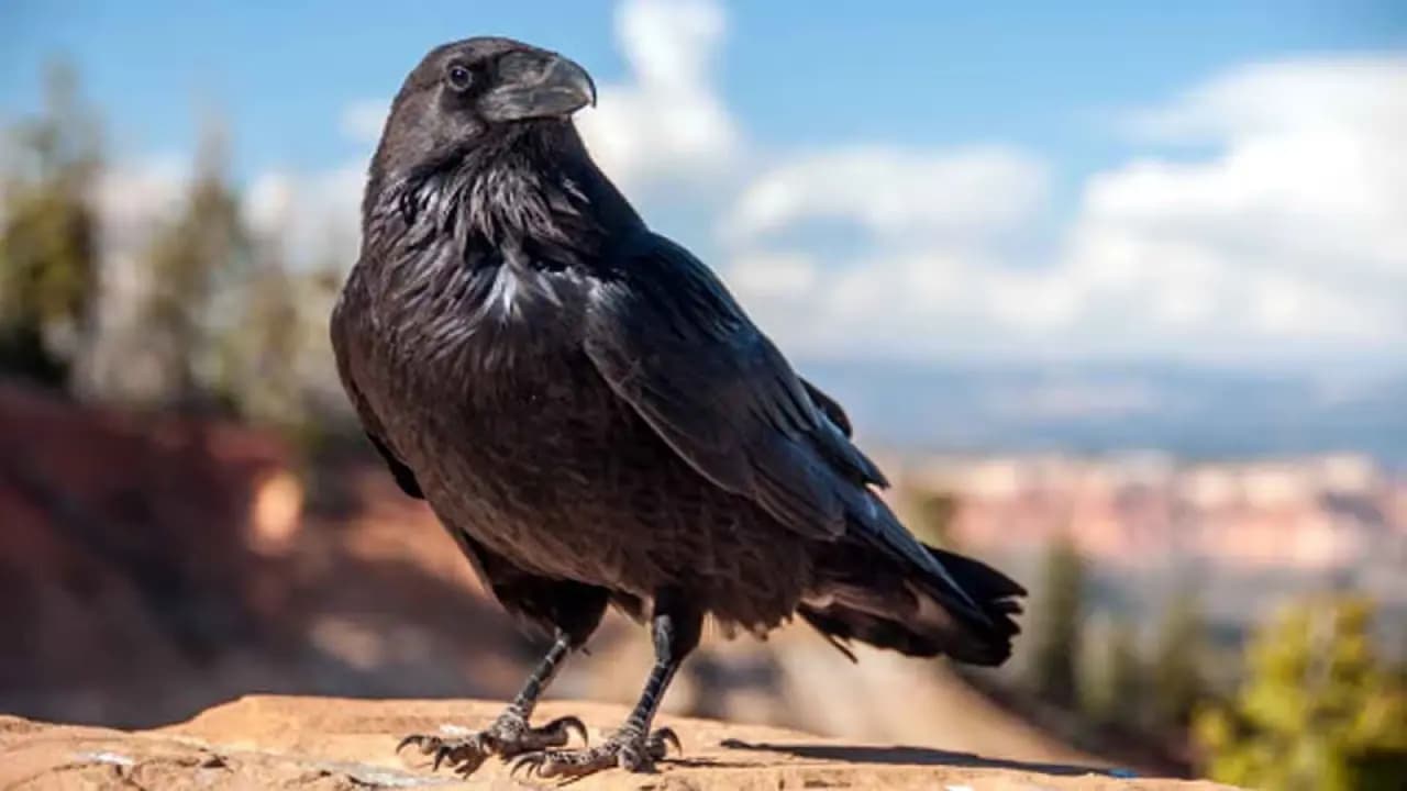 Crow Entering the House