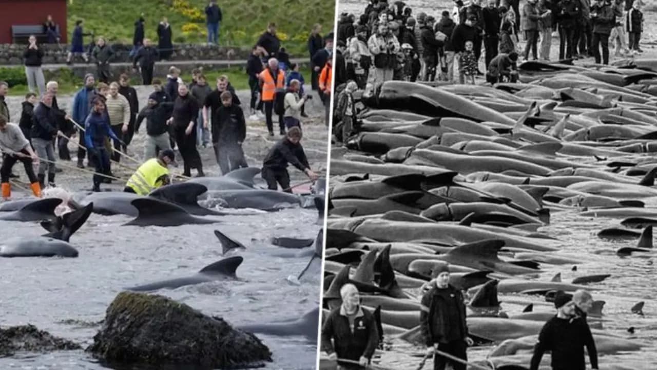 700 dolphins slaughtered in Faroe Islands