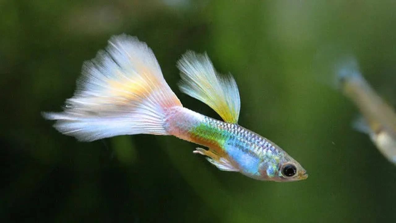 Guppies brain growth
