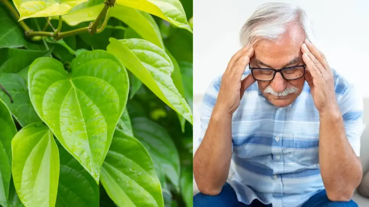 Betel Leaf Fight Alzheimer
