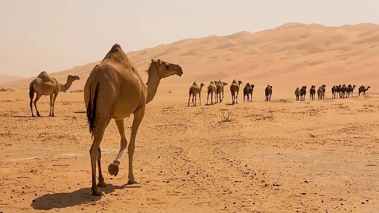 Camels Diet