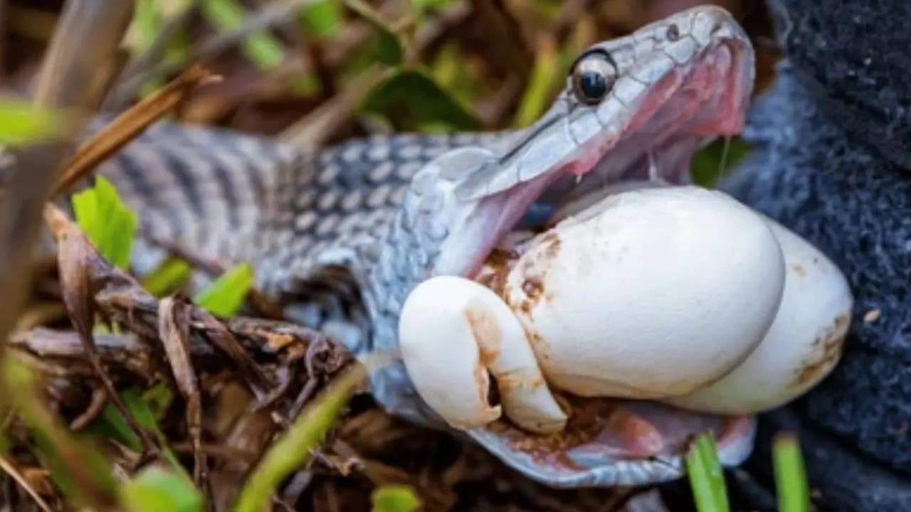 12 feet snake bites mans testicle in thailand