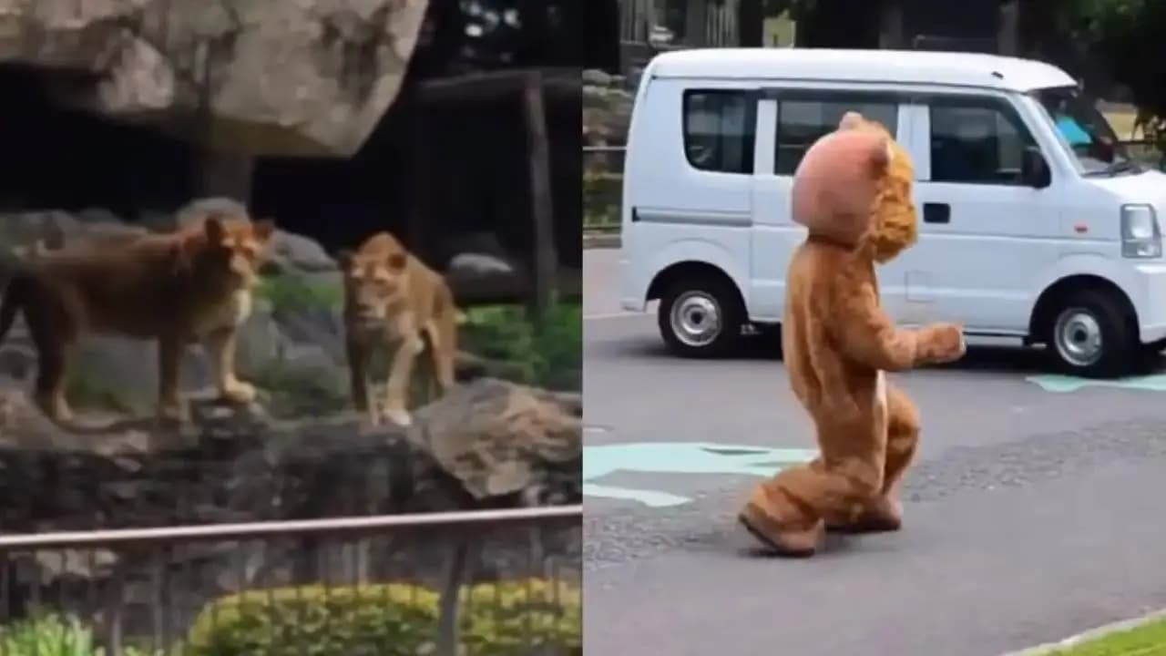 Viral Video: Real Lions Look Hilariously Confused Watching A Lion Escape Drill In Japan Zoo